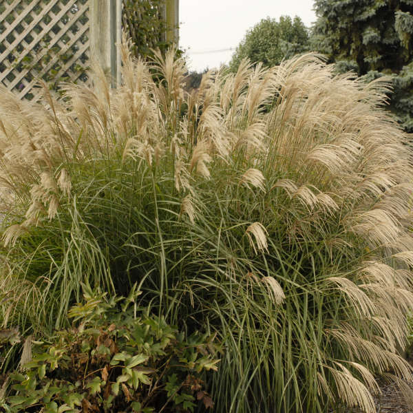 Graziella Maiden Grass
