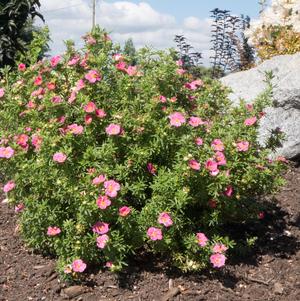 Bella Bellissima™ Shrubby Cinquefoil
