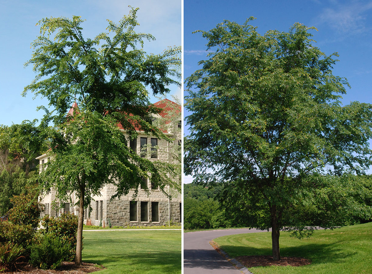 Frontier Elm