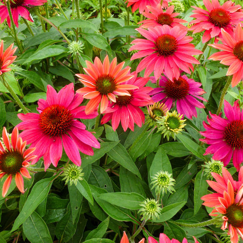 Tres Amigos Mixed Coneflower