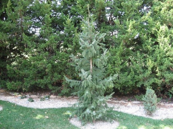Wells Riverside Serbian Spruce Tree