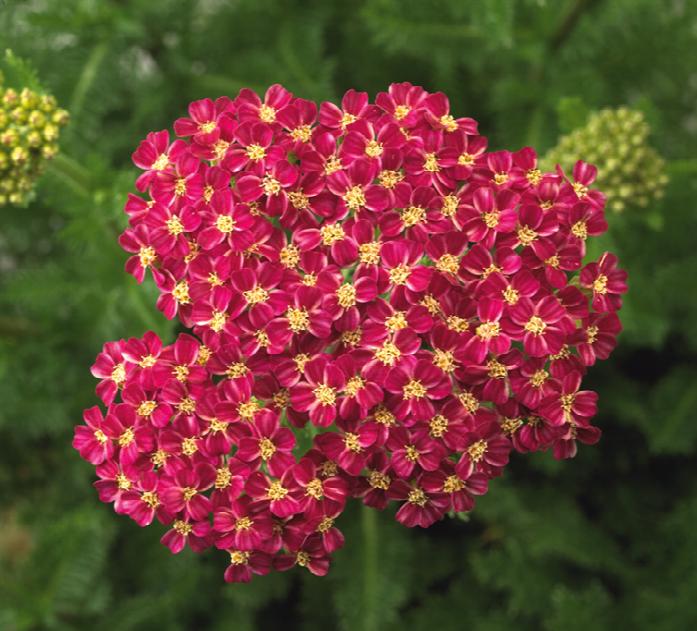 Desert Eve™ Deep Rose Pink Yarrow