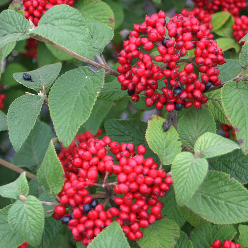 Red Balloon® Viburnum