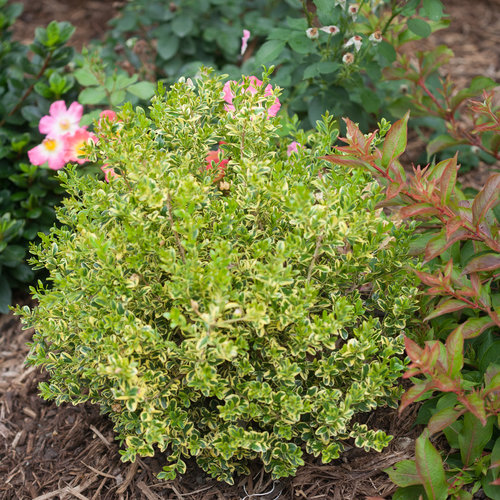 Eseles Wedding Ring® Variegated Korean Boxwood