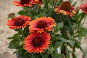 Spin Top Red Blanket Flower