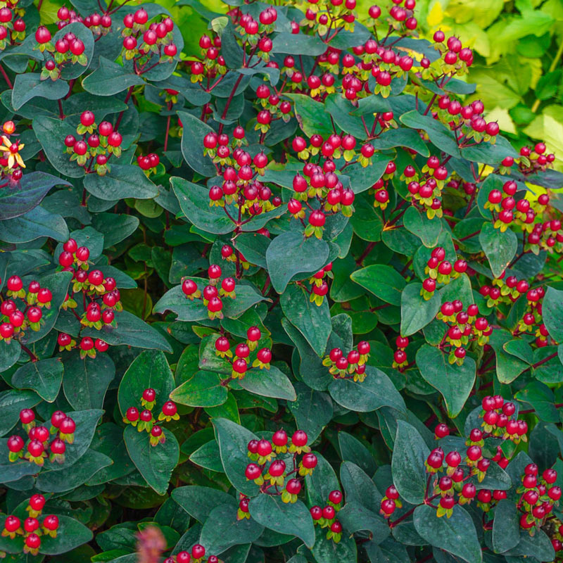 Kolmiglow Magical® Midnight Glow St. John's Wort