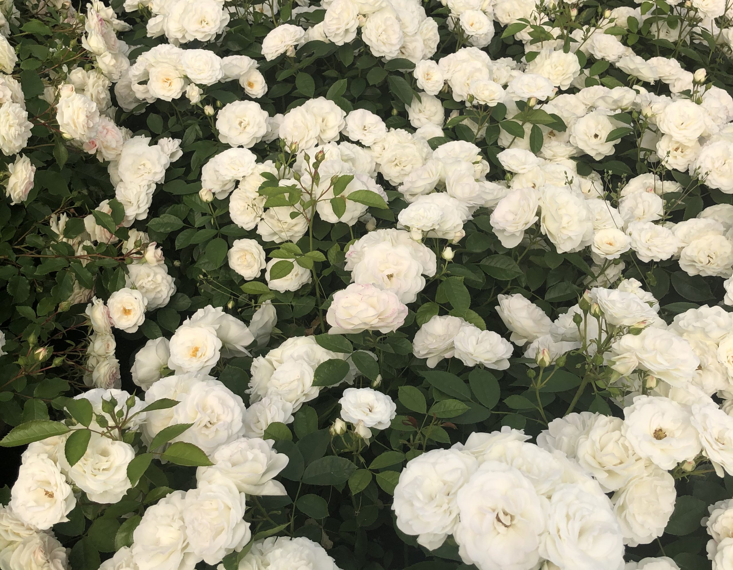 White Veranda® Rose