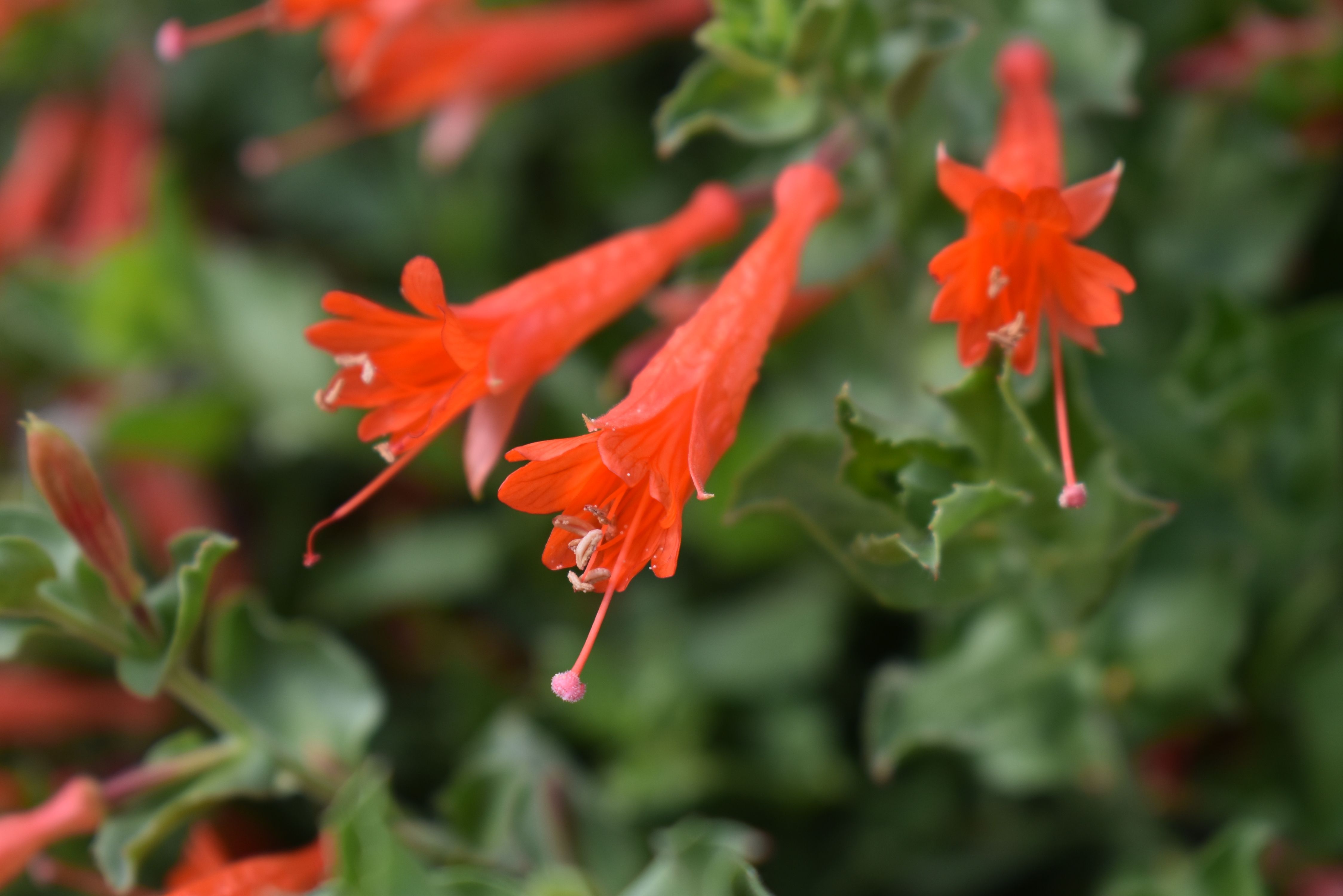 Wasatch Fire Zauschneria