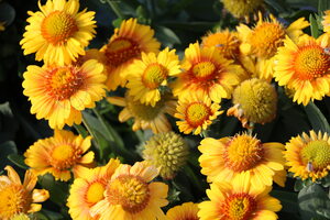 Arizona Apricot Blanket Flower