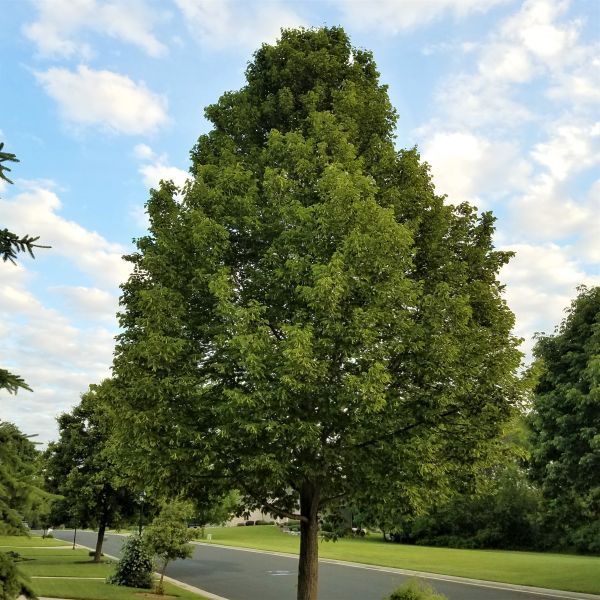 McKSentry American Sentry® American Linden