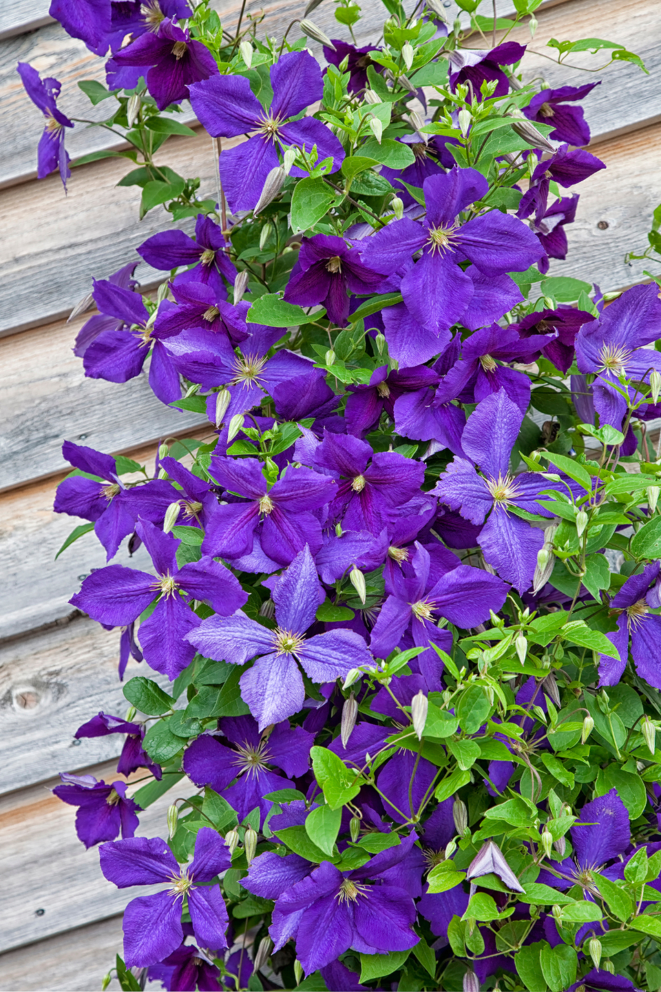 Jackmanii Superba Purple Clematis