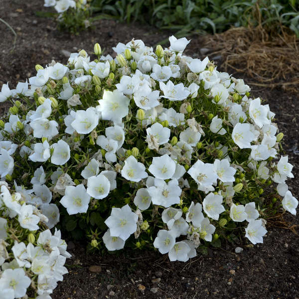 White Clips Bellflower