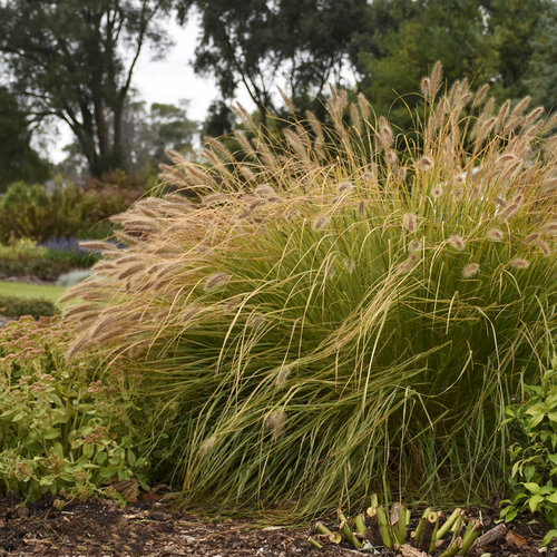 Prairie Winds® Desert Plains™ Fountain Grass — photo 1