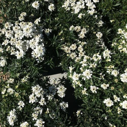 Whiteout Iberis — photo 1