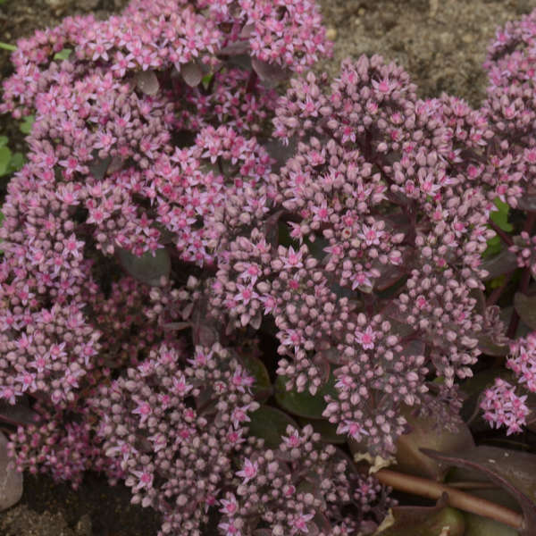 Cherry Tart Stonecrop