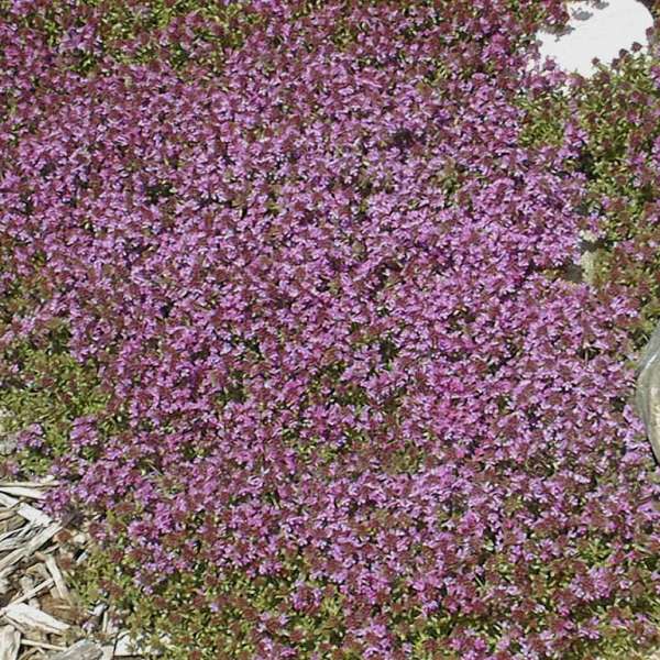 Pink Chintz Creeping Thyme