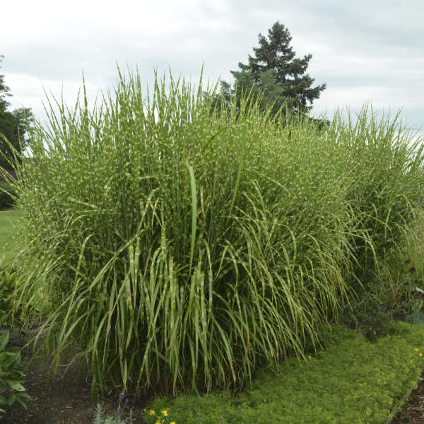 Strictus Maiden Grass