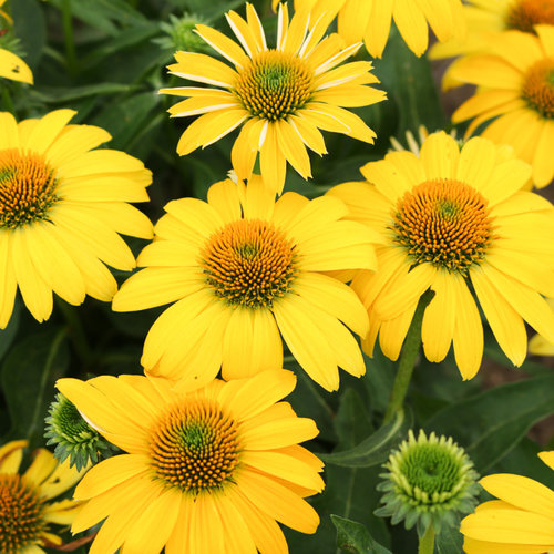 SOMBRERO® Lemon Yellow Yellow Coneflower