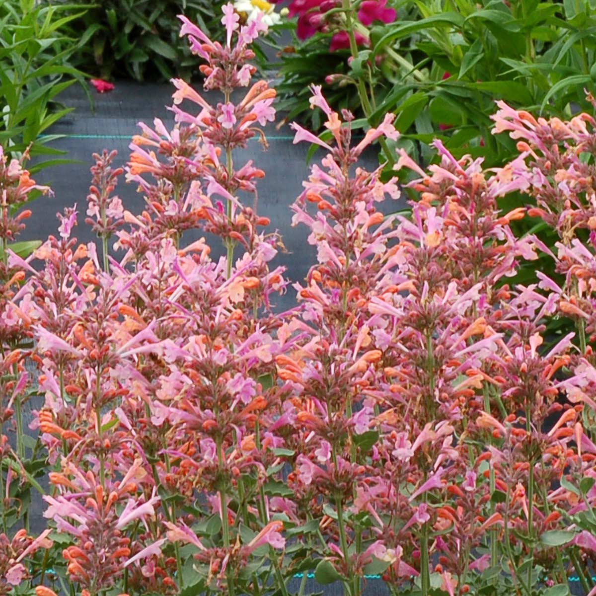 Kudos™ Ambrosia Hyssop