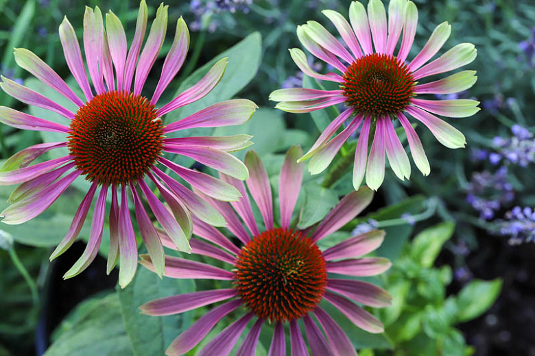 Green Twister Coneflower