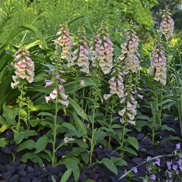 Dalmatian Peach Digitalis