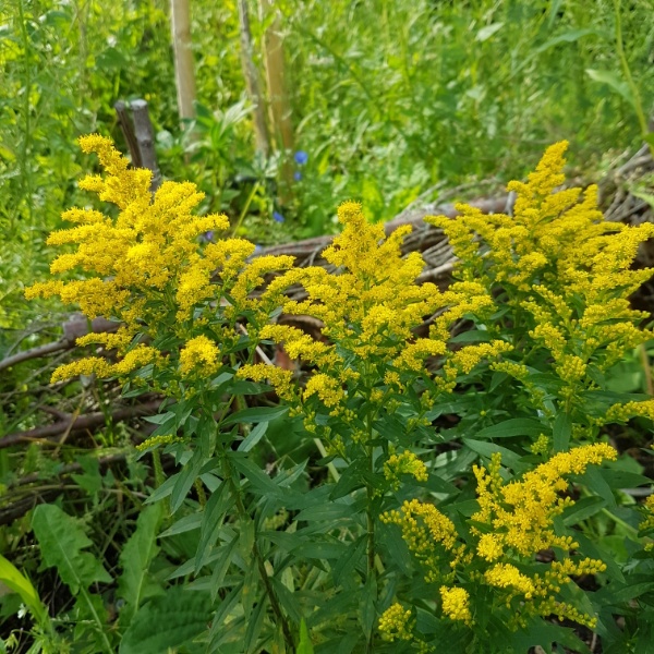 Baby Gold Goldenrod