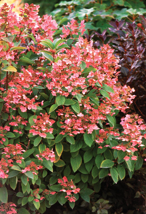 Quick Fire® Panicle Hydrangea — photo 1