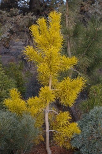 Chief Joseph Contorted Pine Tree