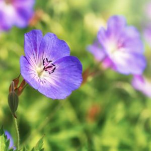 Rozanne Hardy Geranium