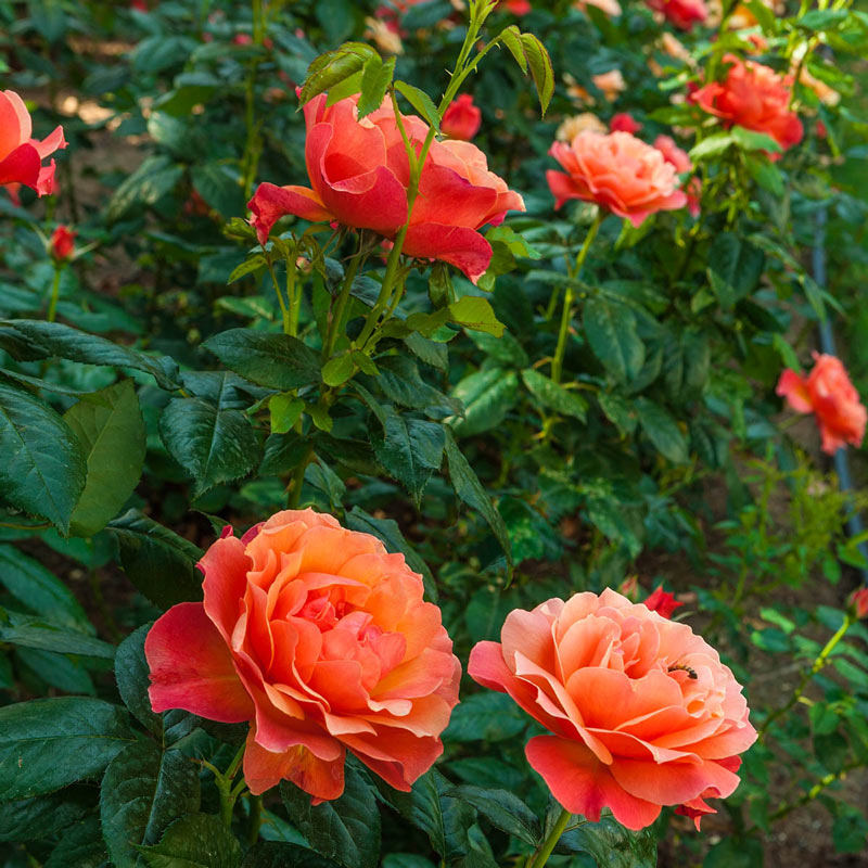 HARwelcome Livin Easy™ Rose