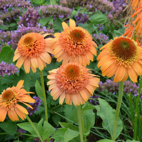 SUPREME™ Cantaloupe Coneflower