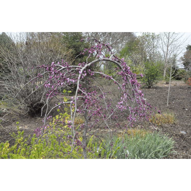 Ruby Falls™ Weeping Eastern Redbud