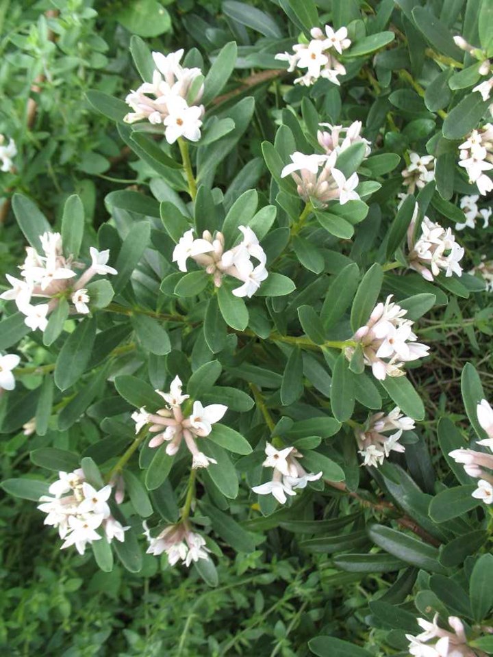 Eternal Fragrance Daphne