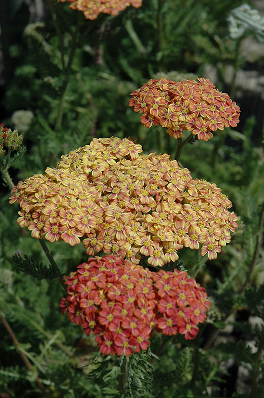 Desert Eve™ Terra Cotta Orange Yarrow