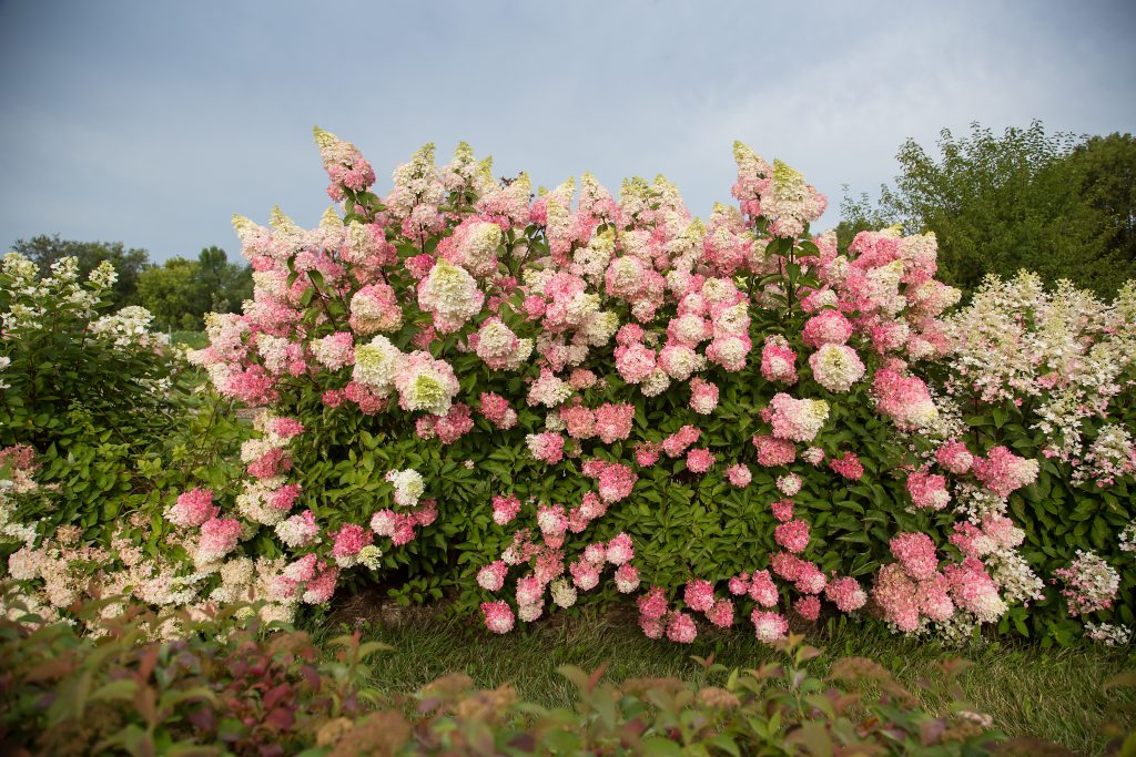 Renba Berry White® Panicle Hydrangea