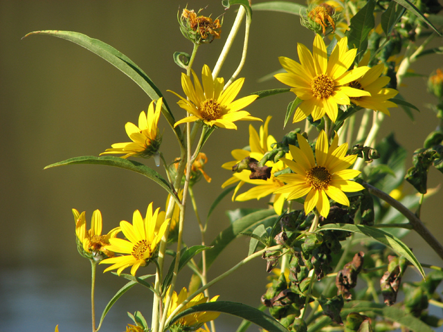 Maximilian Sunflower