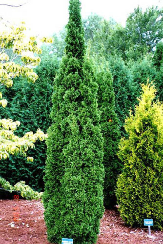 Degroots Spire Arborvitae Tree