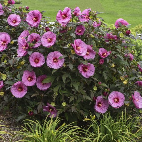 Summerific® Berry Awesome™ Rose Mallow