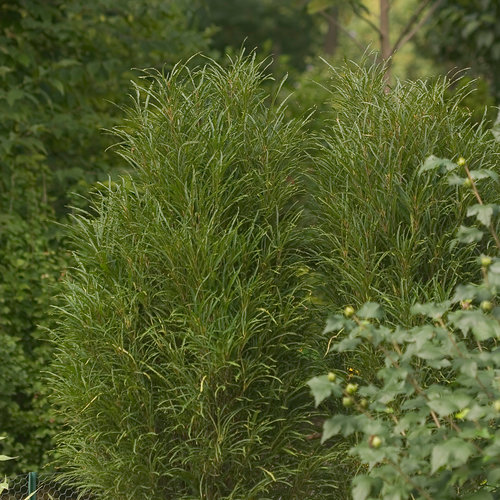 z Fine Line® Buckthorn — photo 1