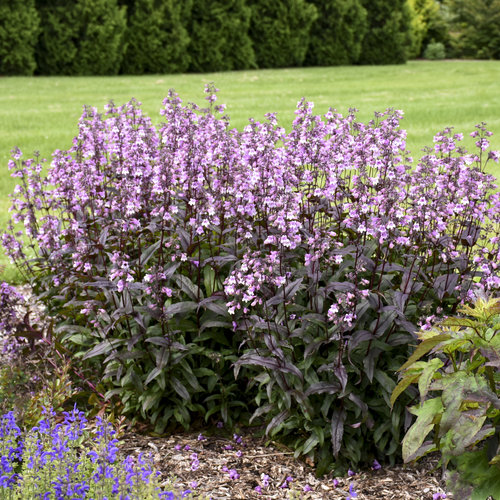 Midnight Masquerade Beardtongue (Penstemon)