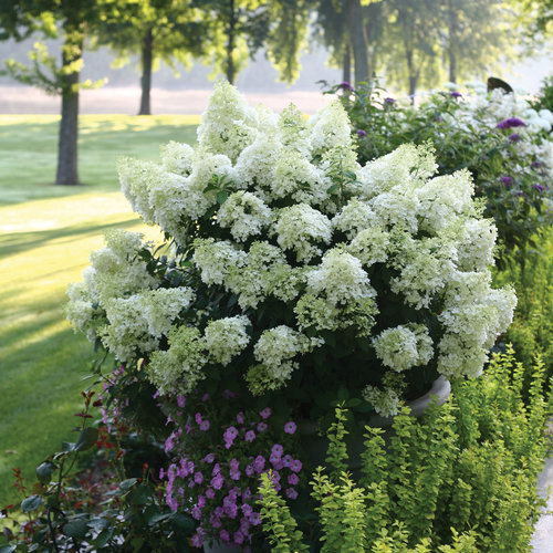 Bobo® Panicle Hydrangea