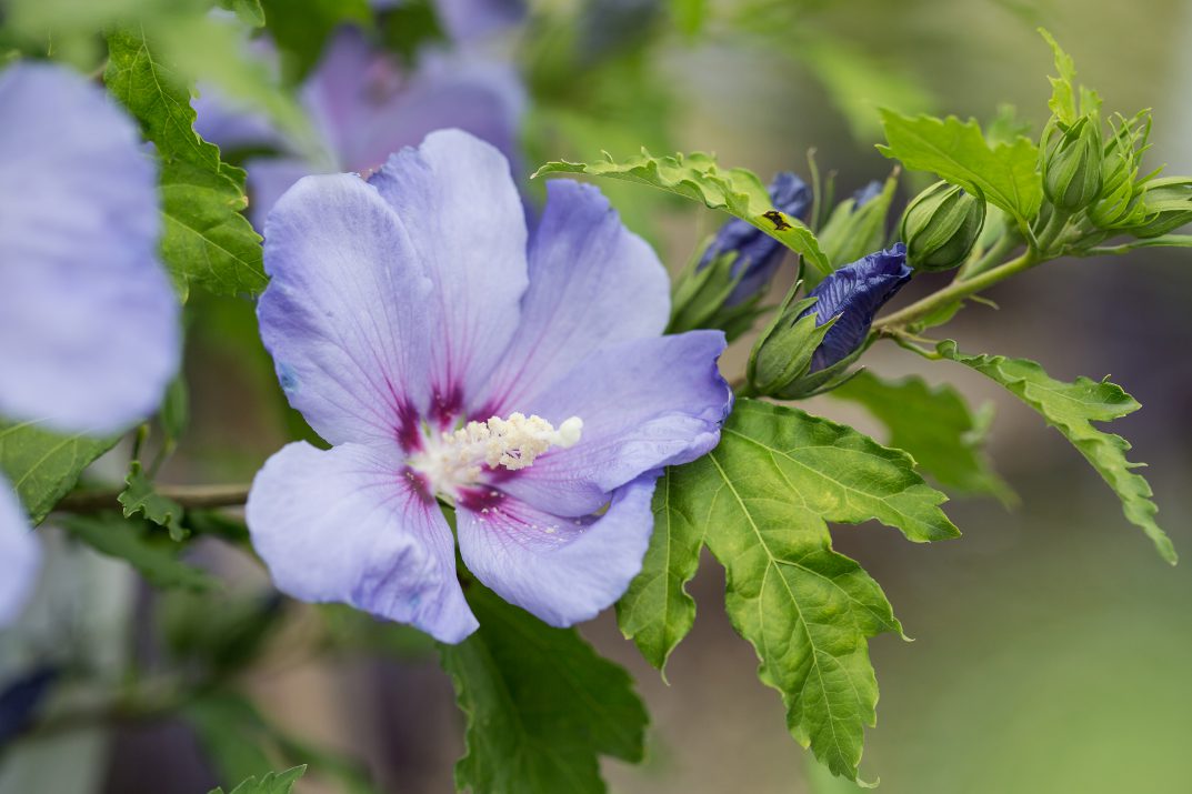 Hawaii™ Rose of Sharon