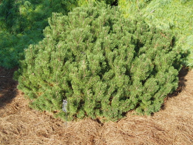 Slowmound Mugo Pine