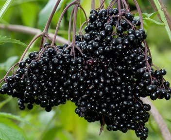 Elderberry Plants