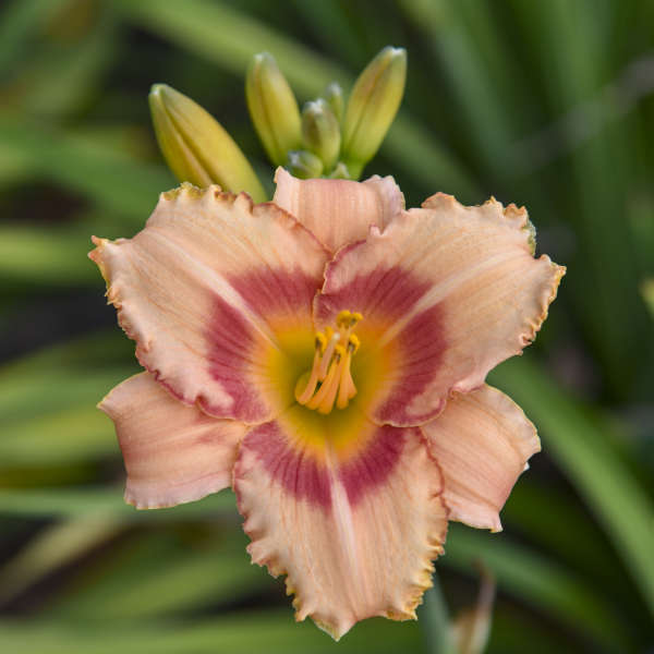 Strawberry Candy Daylily