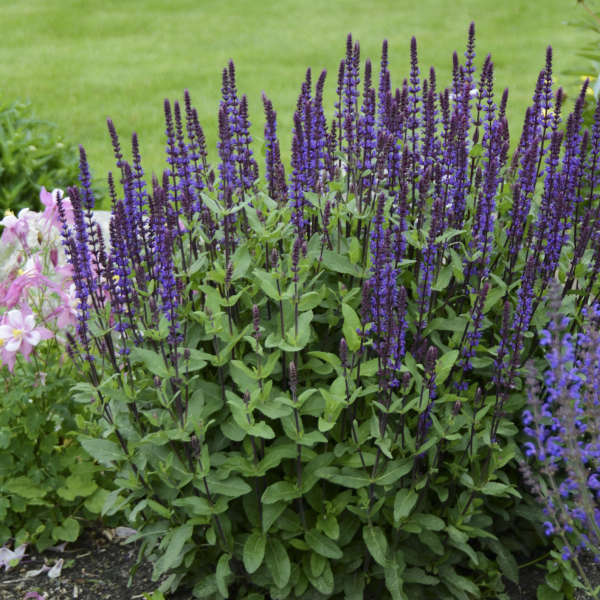 Caradonna Meadow Sage