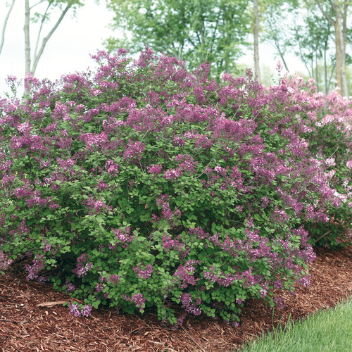 Bloomerang® Lilac