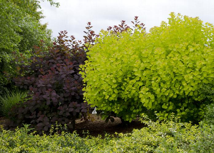 Golden Spirit® Smoke Tree (Smokebush)