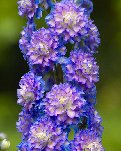 Highlander Flamenco Larkspur