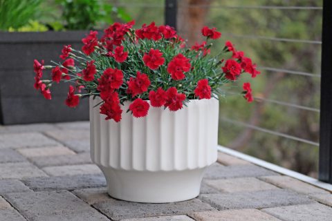 Single Fire Star Dianthus